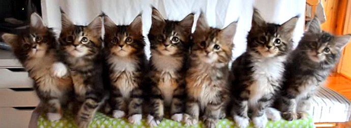 Purr-fect rhythm? These 7 Cute Kittens Move In Perfection Unision, Then #BreakTheInternet AWWW!