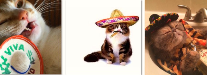 Watch Cats Around the World Celebrate #CincoDeMeow 2016 In Style