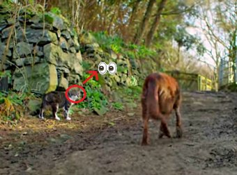 What This Farm Cat Does For His Best Friend, A Blind Dog, Is Truly An Eye-Opener