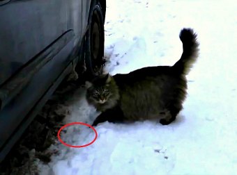 Here's How Masha, The Russian Cat, Saved A Baby From Freezing To Death