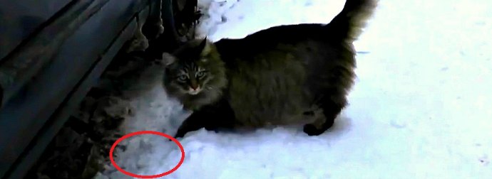 Here's How Masha, The Russian Cat, Saved A Baby From Freezing To Death