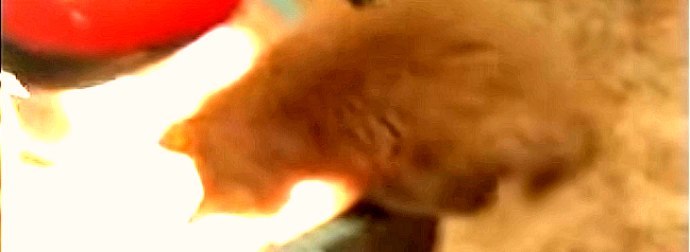 What Happened When This Kitten Fell Into A Box Of Ducklings Made My Day