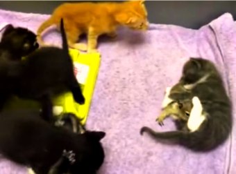 An Orphaned Baby Squirrel Stumbles Into A Mama Cat's Den And What She Does Is Incredibly Amazing