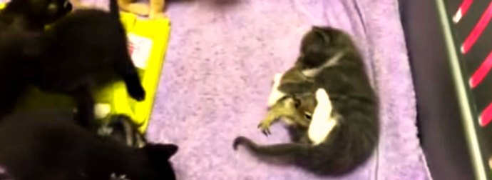 An Orphaned Baby Squirrel Stumbles Into A Mama Cat's Den And What She Does Is Incredibly Amazing