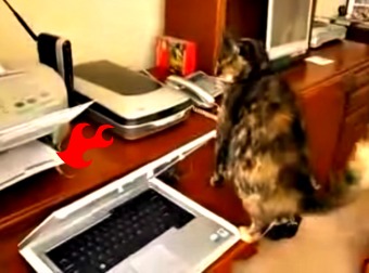 When You See This Cat Reacting To A Laser Printer, You'll Be On The Floor Laughing