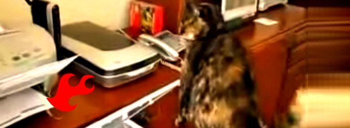 When You See This Cat Reacting To A Laser Printer, You'll Be On The Floor Laughing