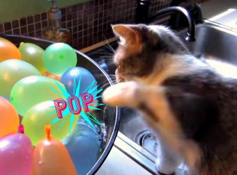 Summer Is Here, And Here's How One Cat's Training For His Water Balloon Fight