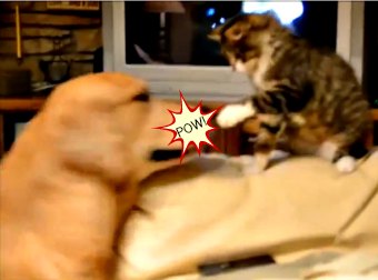 Kitten Takes On Dog 5x His Size In #EPIC Battle For Couch Real Estate. Who Wins?