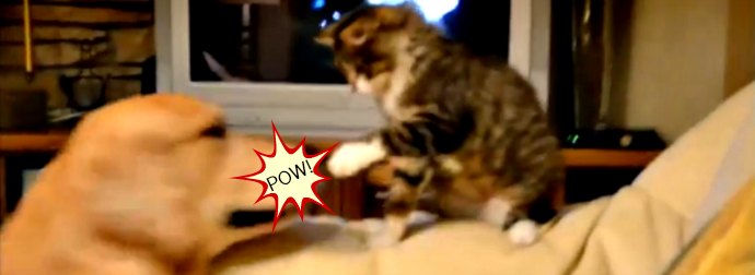 Kitten Takes On Dog 5x His Size In #EPIC Battle For Couch Real Estate. Who Wins?