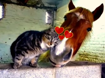 Fluffy French Cat Just Can't Get Enough of Cudding His BFF - A Horse!