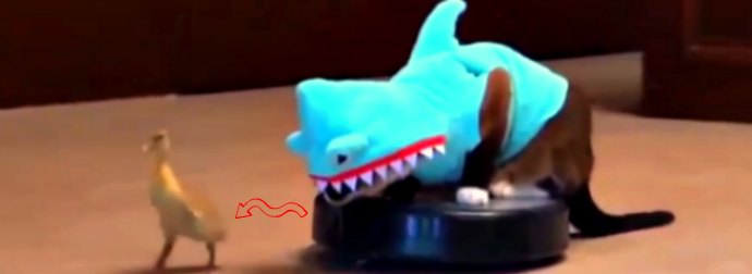 Cat Terrorizes A Baby Duck Riding iRobot Roomba In A Shark Costume