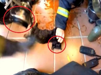 Watch Brave Spanish Firefighters Rescue And Revive Four Kittens Trapped In A Massive Fire