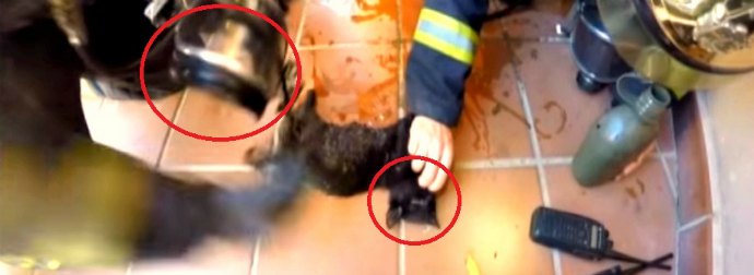 Watch Brave Spanish Firefighters Rescue And Revive Four Kittens Trapped In A Massive Fire