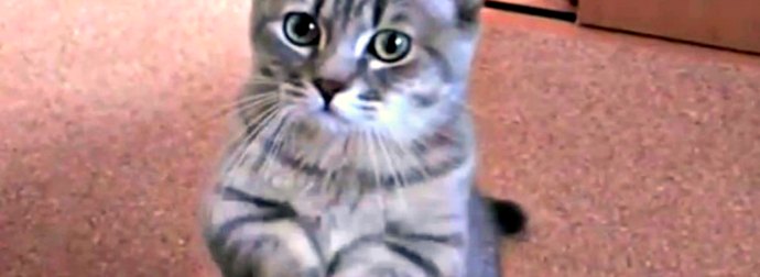 When You See How This Kitten Demands His Breakfast, You'll Want To Make Him A Tuna Sandwich ASAP!