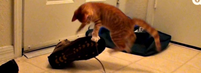 Orange Kitten Does Ninja Style #EPIC Takedowns of Shoes And Sneakers [VIDEO]