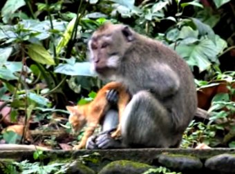 She Was Filming Wildlife In Bali When She Spotted Something Very Unusual