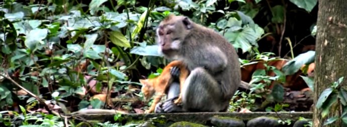 She Was Filming Wildlife In Bali When She Spotted Something Very Unusual