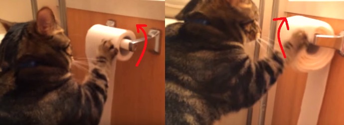 Cat rejects 124-year old patent, settles age-old debate on how toilet paper should sit.