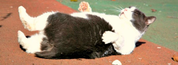 Introducing #Fatterday - The Day After #Caturday For Fat Cats Only