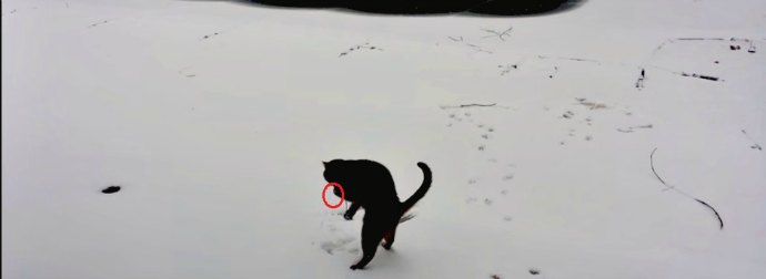 This Cat Went Out Into The Snow For The Very First Time And Her Experience Is Truly Awesome!