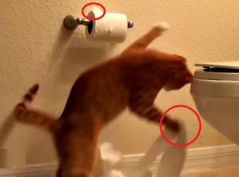 Watch These 2 Kittens Take Turns Destroying The Toilet Paper