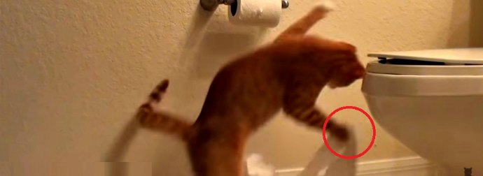 Watch These 2 Kittens Take Turns Destroying The Toilet Paper