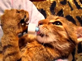 Cat Makes Funny -- And Sometimes Bizzare -- Sounds Getting High On Catnip