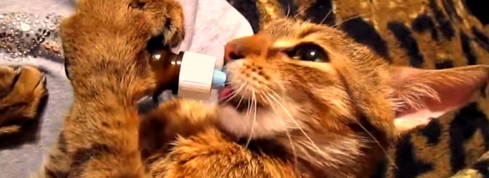 Cat Makes Funny -- And Sometimes Bizzare -- Sounds Getting High On Catnip