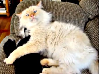 Tuxedo Kitten Takes On A Large Cross-Eyed Siamese White Cat