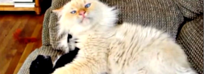Tuxedo Kitten Takes On A Large Cross-Eyed Siamese White Cat