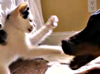 Tiny Kitten Takes On A Ferocious Doberman Dog In An Ugly Dirty Fight... And WINS!!!