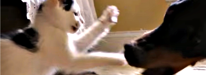 Tiny Kitten Takes On A Ferocious Doberman Dog In An Ugly Dirty Fight... And WINS!!!