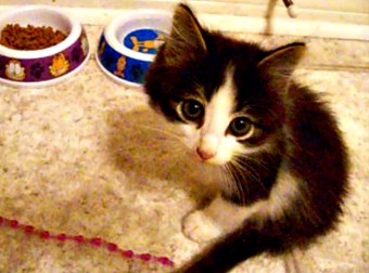 A Cruel Birth Defect Left Him With Only 2 Legs, But This Kitten Hasn't Let That Stop Him!