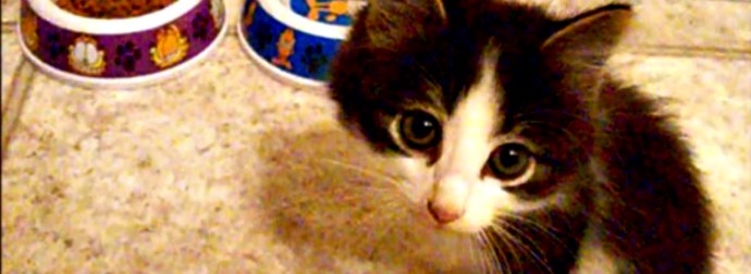 A Cruel Birth Defect Left Him With Only 2 Legs, But This Kitten Hasn't Let That Stop Him!