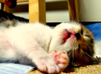 One Moment, Munchkin Kitten Be Playing, Next Moment.... He Be ZZzzzzzz. Can You Believe This?!