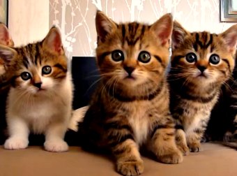 Watch This Incredible Video Of Kittens Dancing To Music In Perfect Synchronization