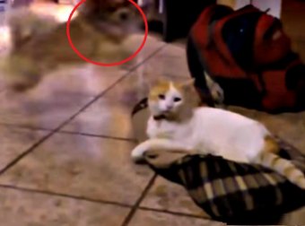 Watch This Hilarious Compilation Of Cats Stealing Dog Beds