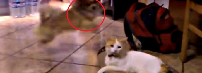 Watch This Hilarious Compilation Of Cats Stealing Dog Beds