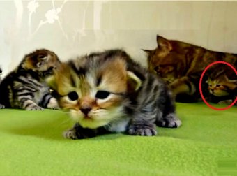 Adorably Cute "Kitten Diary" Video of Little Panda Shows Her Learning To Crawl, Leap, Play And Sleep.