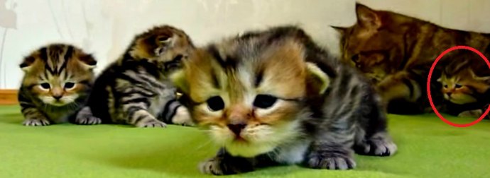 Adorably Cute "Kitten Diary" Video of Little Panda Shows Her Learning To Crawl, Leap, Play And Sleep.