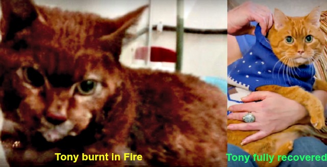 tony the hero fire cat fairborn ohio rescue